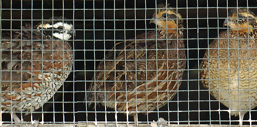Bird Housing Supplies