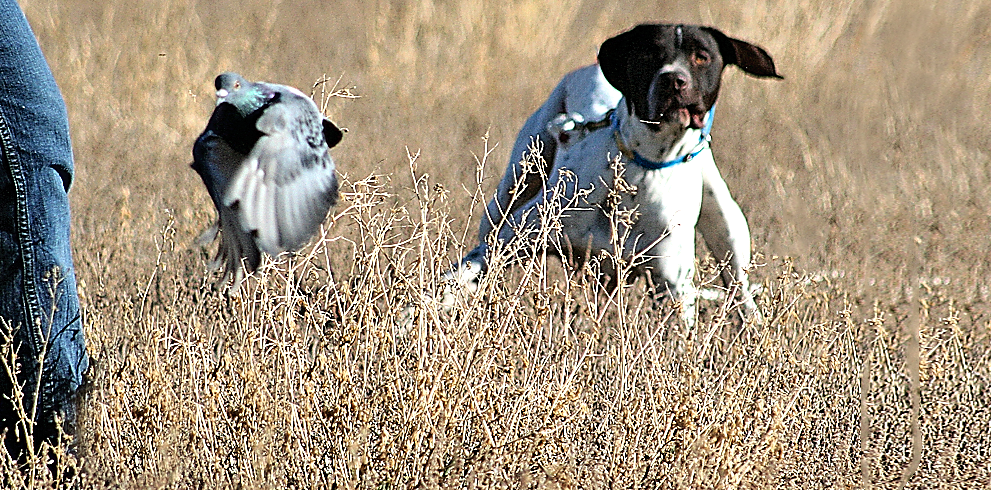 Gundog Dog Training Vest Green Multi Function Cordura Durable Many pockets