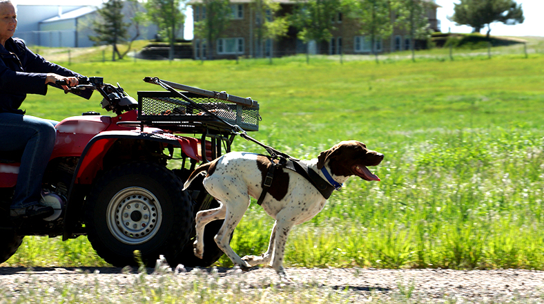 Off-Season Conditioning for Hunting Dogs