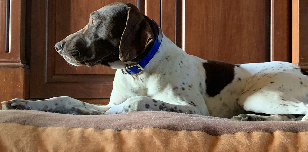 Dog Beds