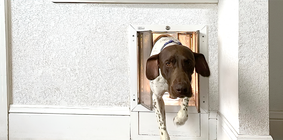 Dog door outlet awning