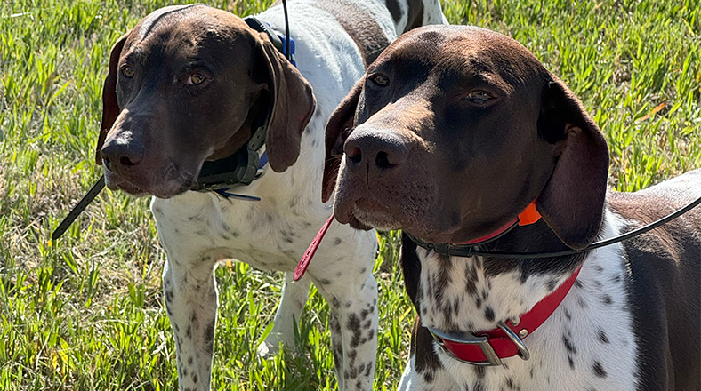 E-Collar Training for Hunting Dogs