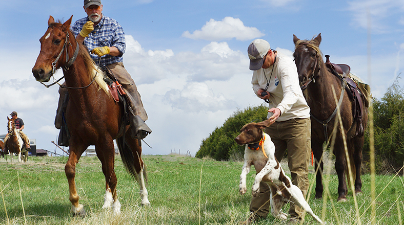 Field Trials / Hunt Tests