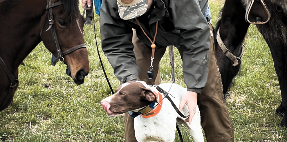 Field Trial / Hunt Test Supplies