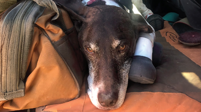Hunting Dog First Aid