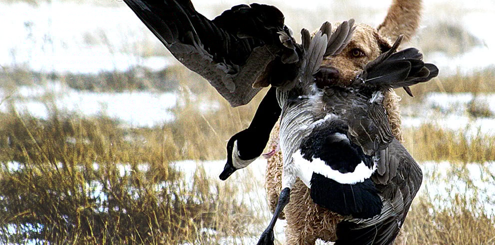Waterfowl Season - We Have What You Need