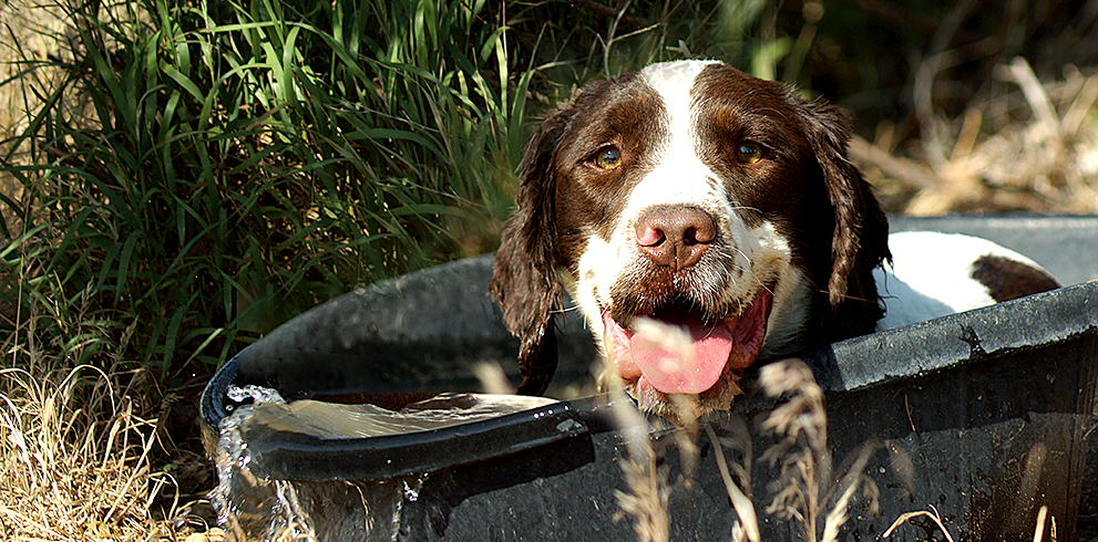 Grooming & Skin Care