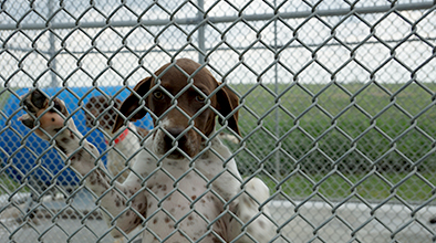 Hunting Dog Kennel Housing & Dog Boxes
