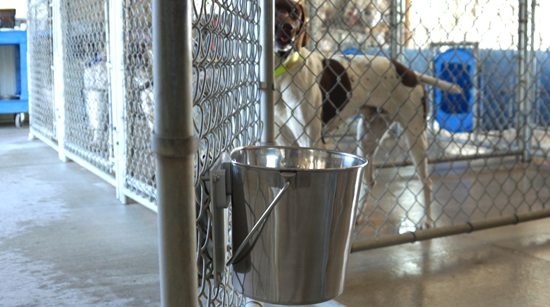 Setting Up Your Kennel