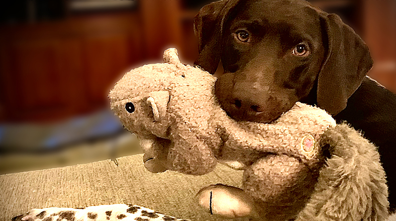 Hunting Dogs & Family Pets