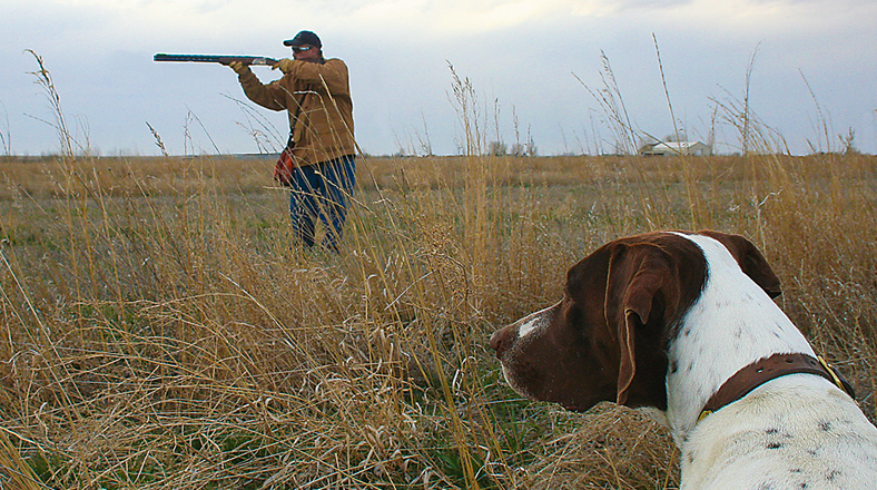 Upland Hunting