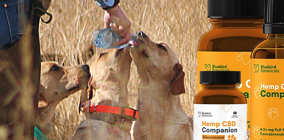 Vitamins & Supplements