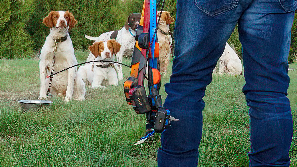 Dog trainer with e-collars and hunting dogs