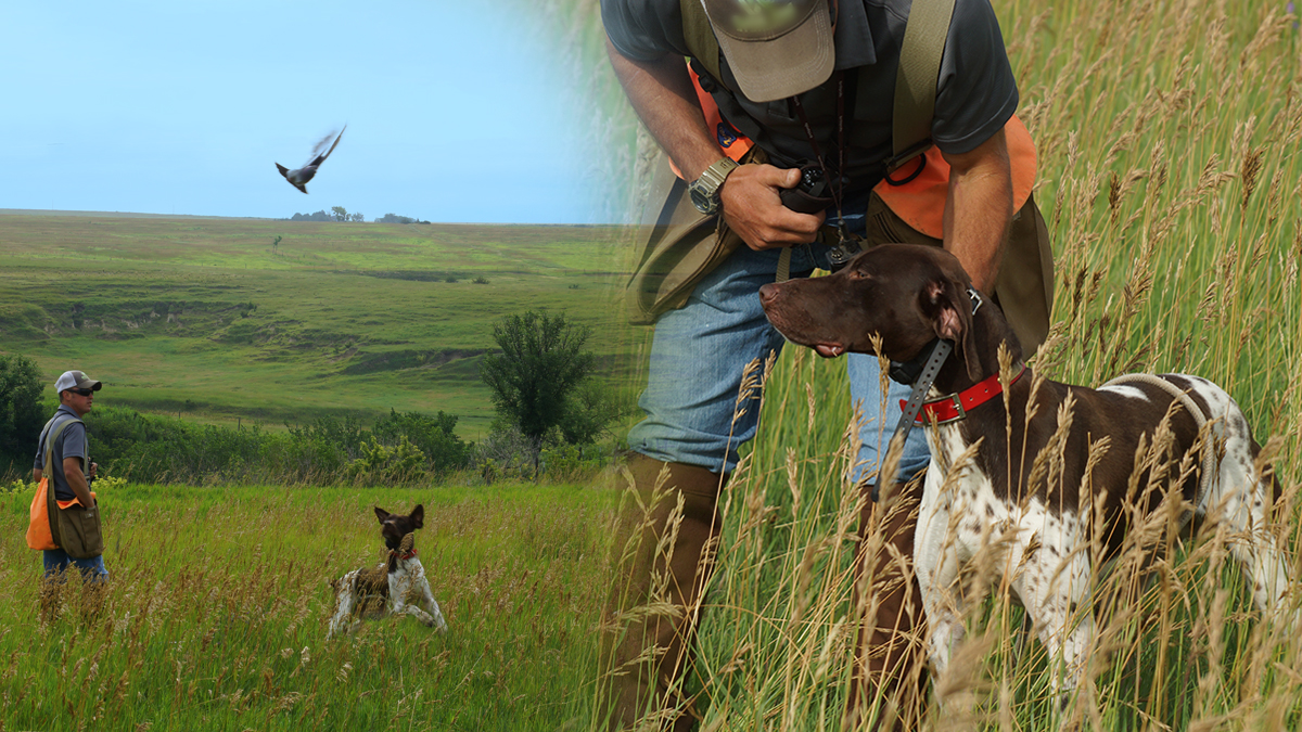 Dog Chasing a Bird and Dog on Point