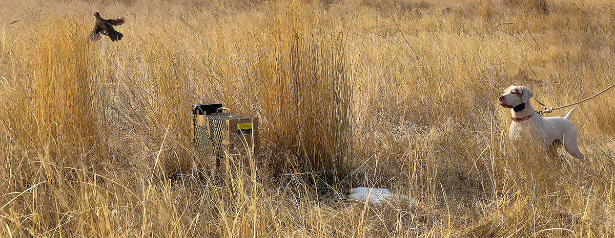 Cody Hunt Gear Bird Releaser, Quail flushing and English pointer on point.
