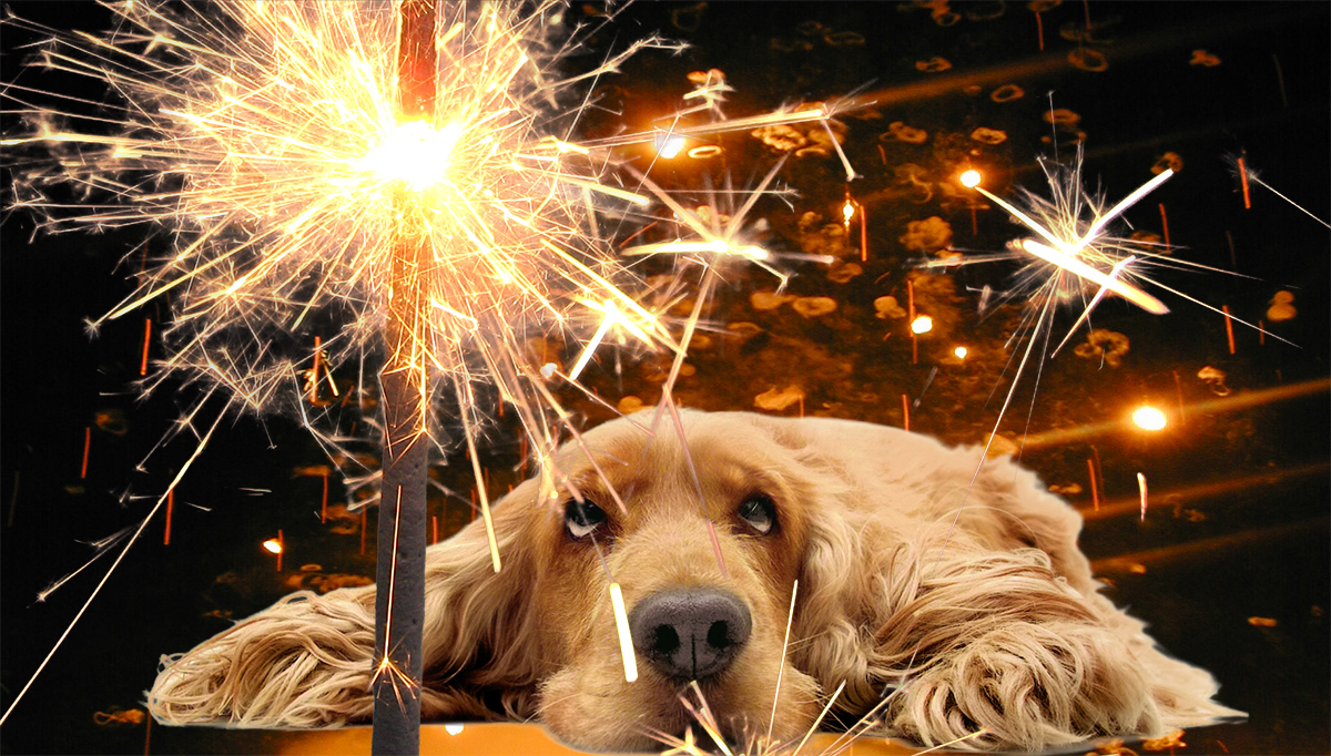 Dog and Fireworks