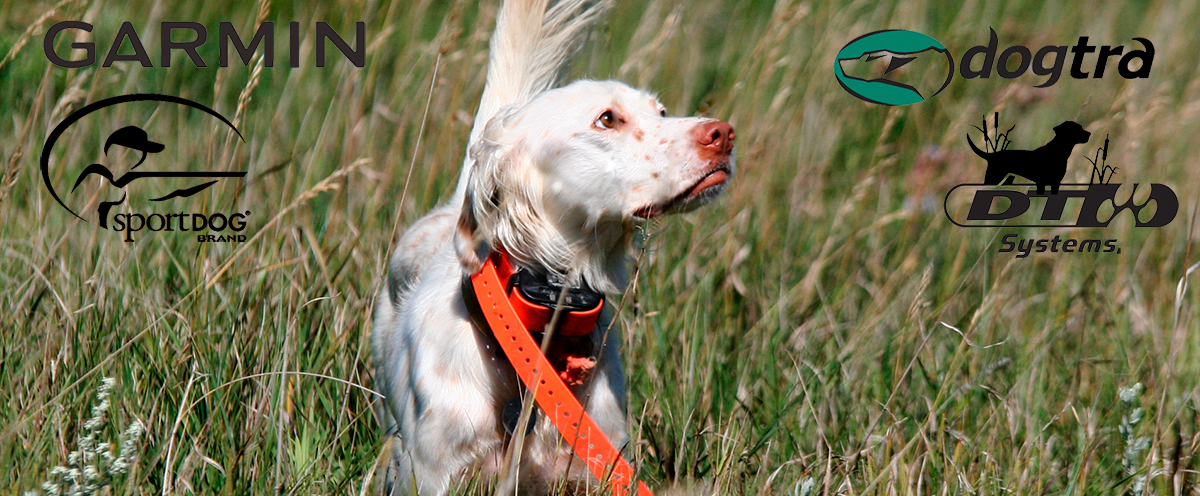 Hunting dog standing in field with an e-collar around its neck