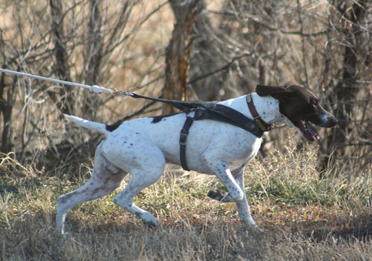 Conditioning a Hunting Dog