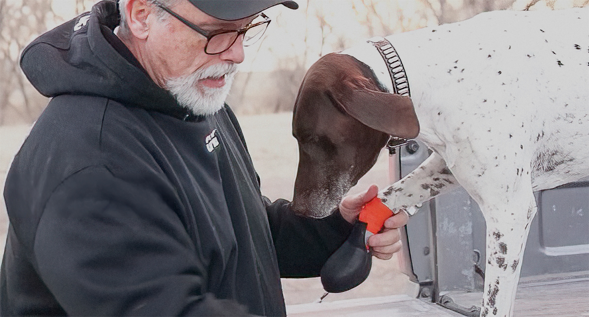 Man putting Lewis Dog Boots on a GSP