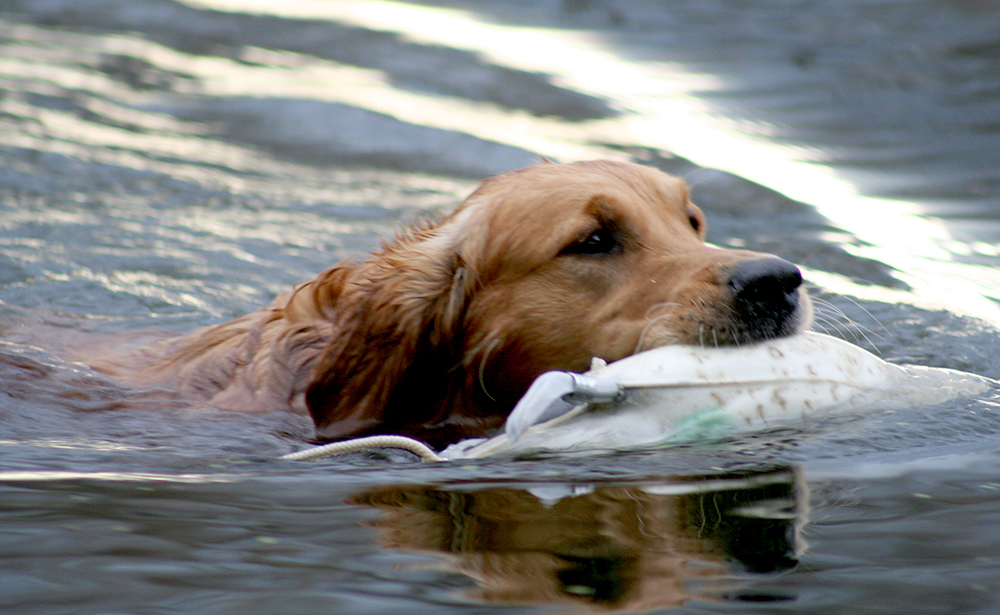 Retriever in water with a dummy in its mouth