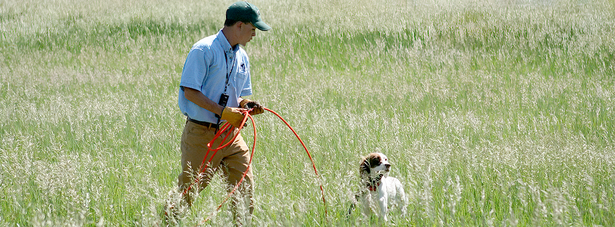 Dog trainer with dog on check cord