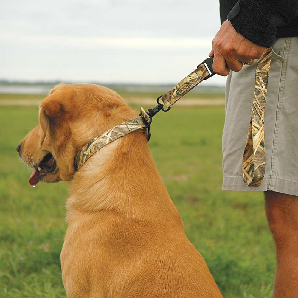 what is a dog training lead