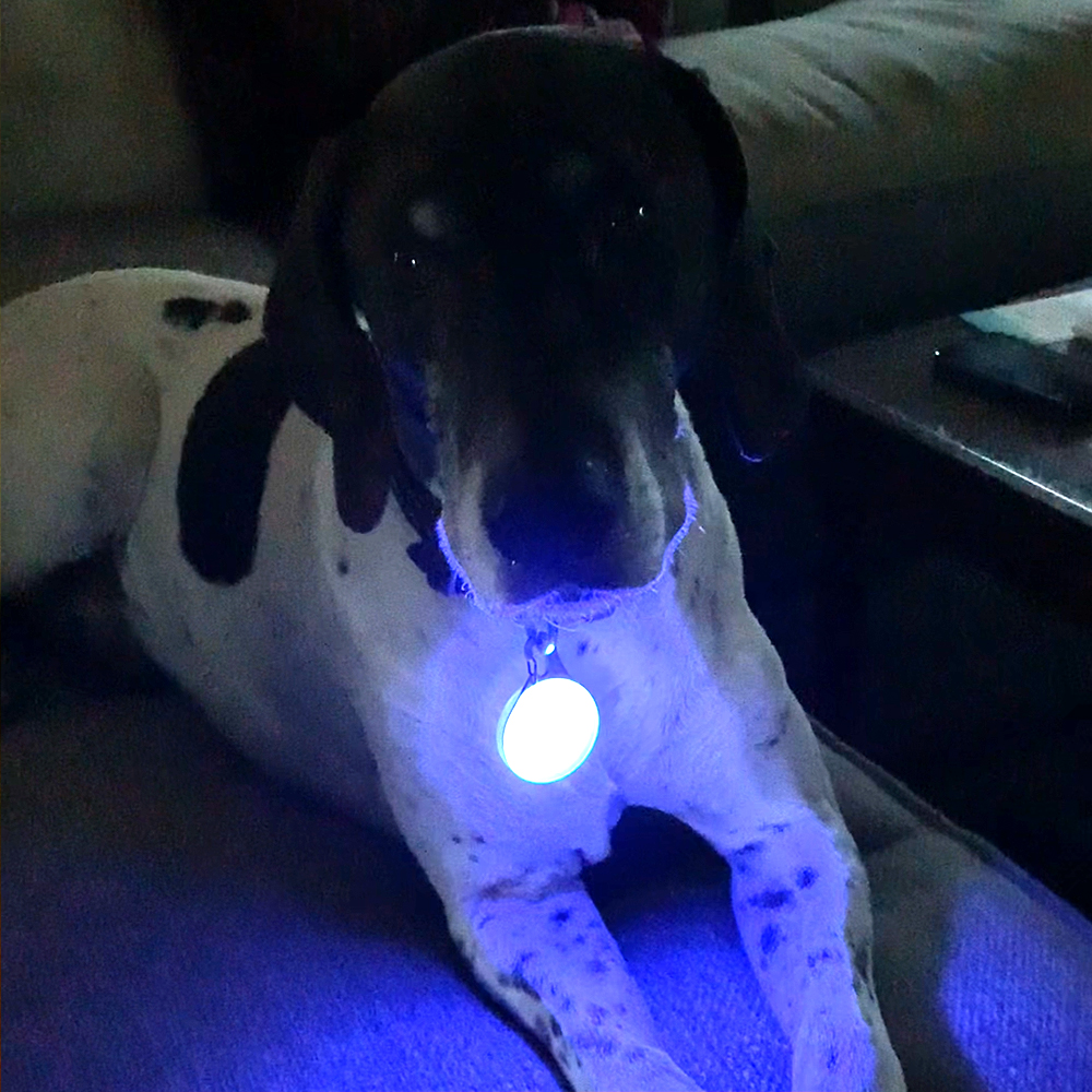 Collar flashlight clearance