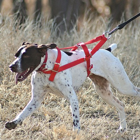 orange harness for dogs