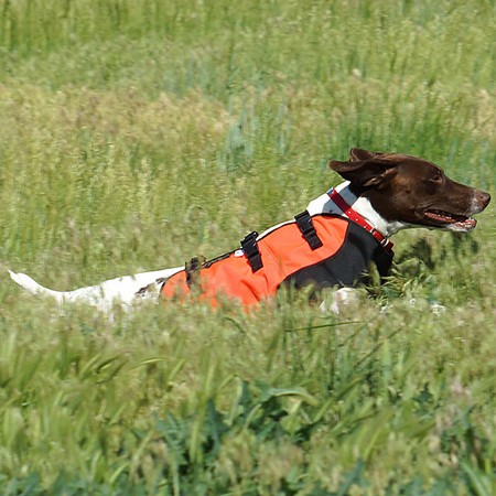 sylmar dog body guard vest