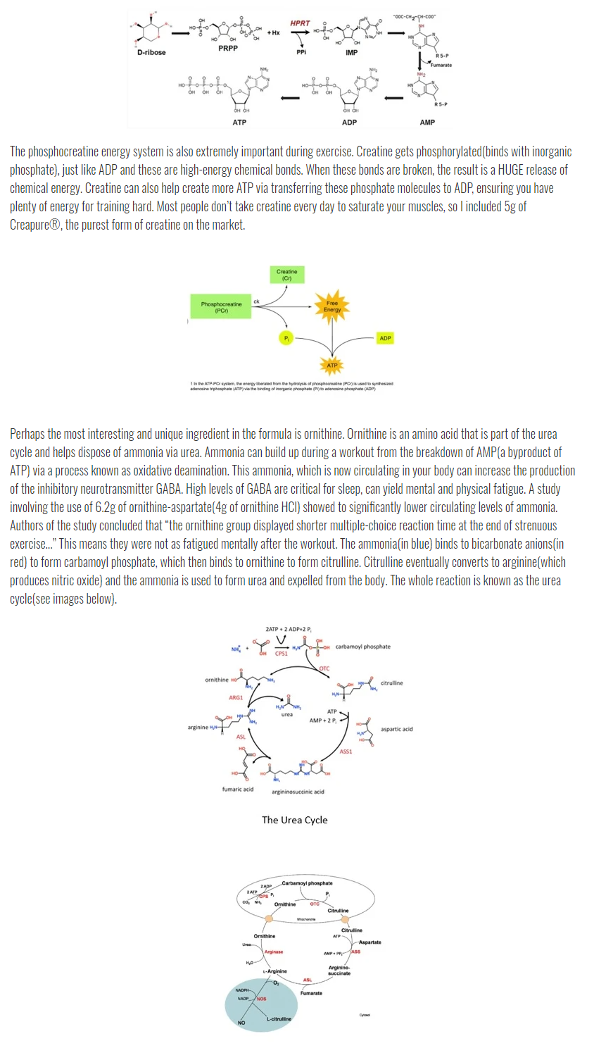 Informative graphic of the phosphocreatine energy system and urea cycle during exercise. Includes ATP, PC, ADP synthesis and roles of ornithine and creatine.