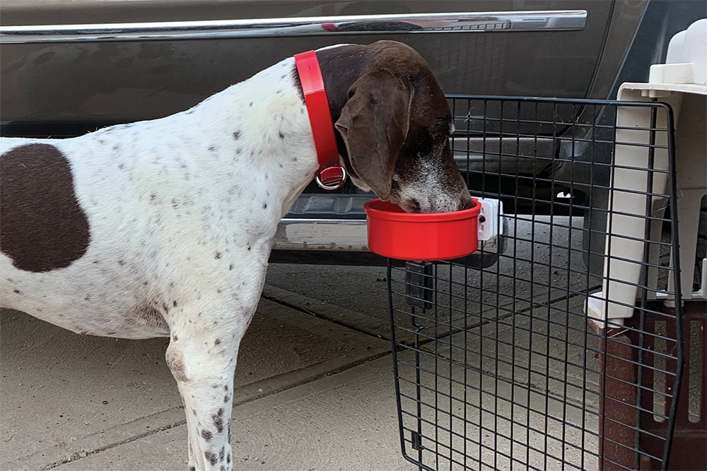 Dog eating from bowl