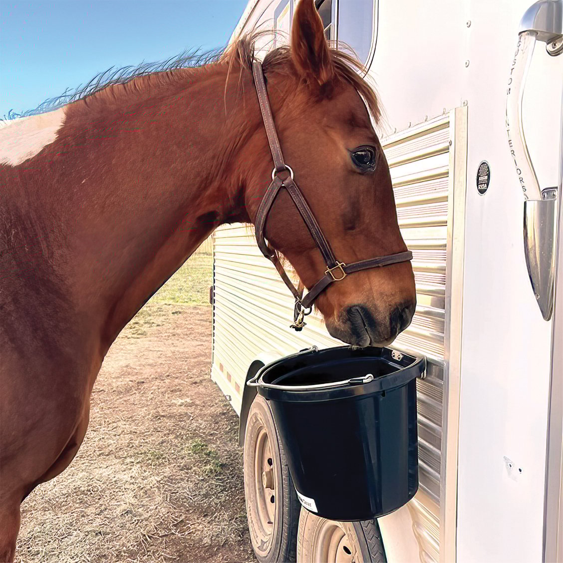 horse eating from pail
