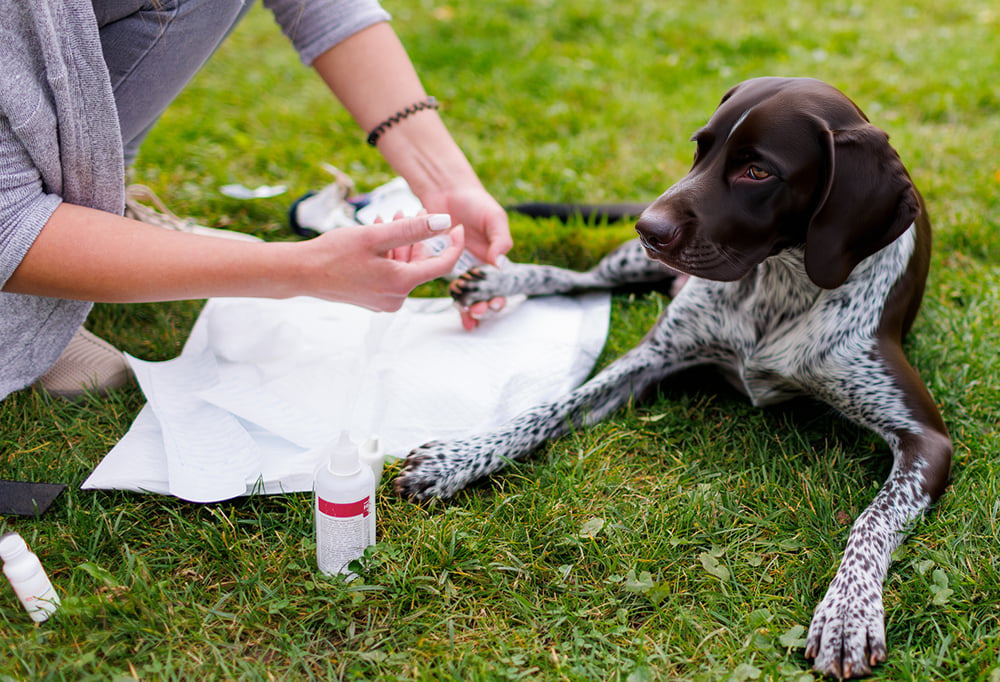 Dog being administered first aid